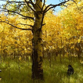Aspen leaves turn to gold along Peak to&nbsp;Peak