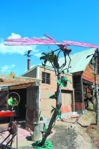 kragenbrinkdragonfly