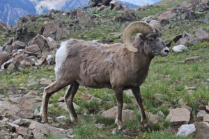 GeorgetownBighorn_Sheep