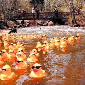 Duck Race supports more than 60 charities,&nbsp;groups