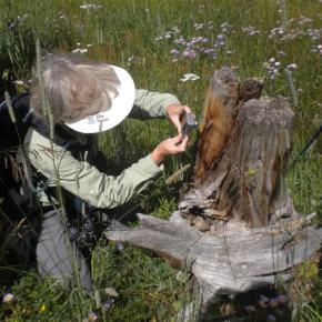 Learn connections between ‘most unlikely corners of life’ in Rocky Mountain National&nbsp;Park