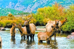 A resident herd of elk in Rocky Mountain National Park
