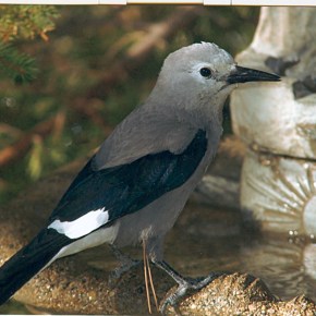 Limber Pine metapopulation seminar, Sept.&nbsp;17