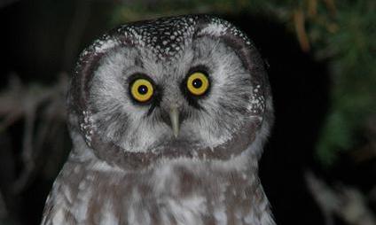 Boreal Owl